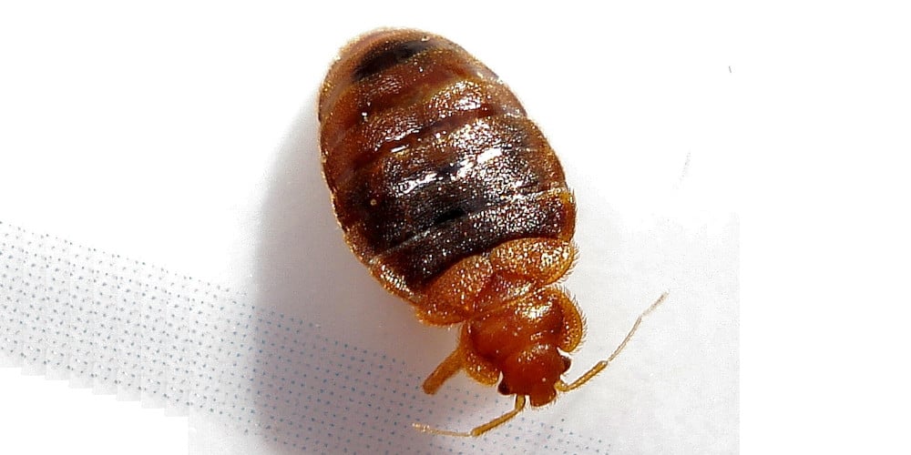 Dos and Don’ts for Dealing with Bedbug Infestations!