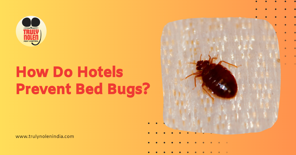 How Do Hotels Prevent Bed Bugs?