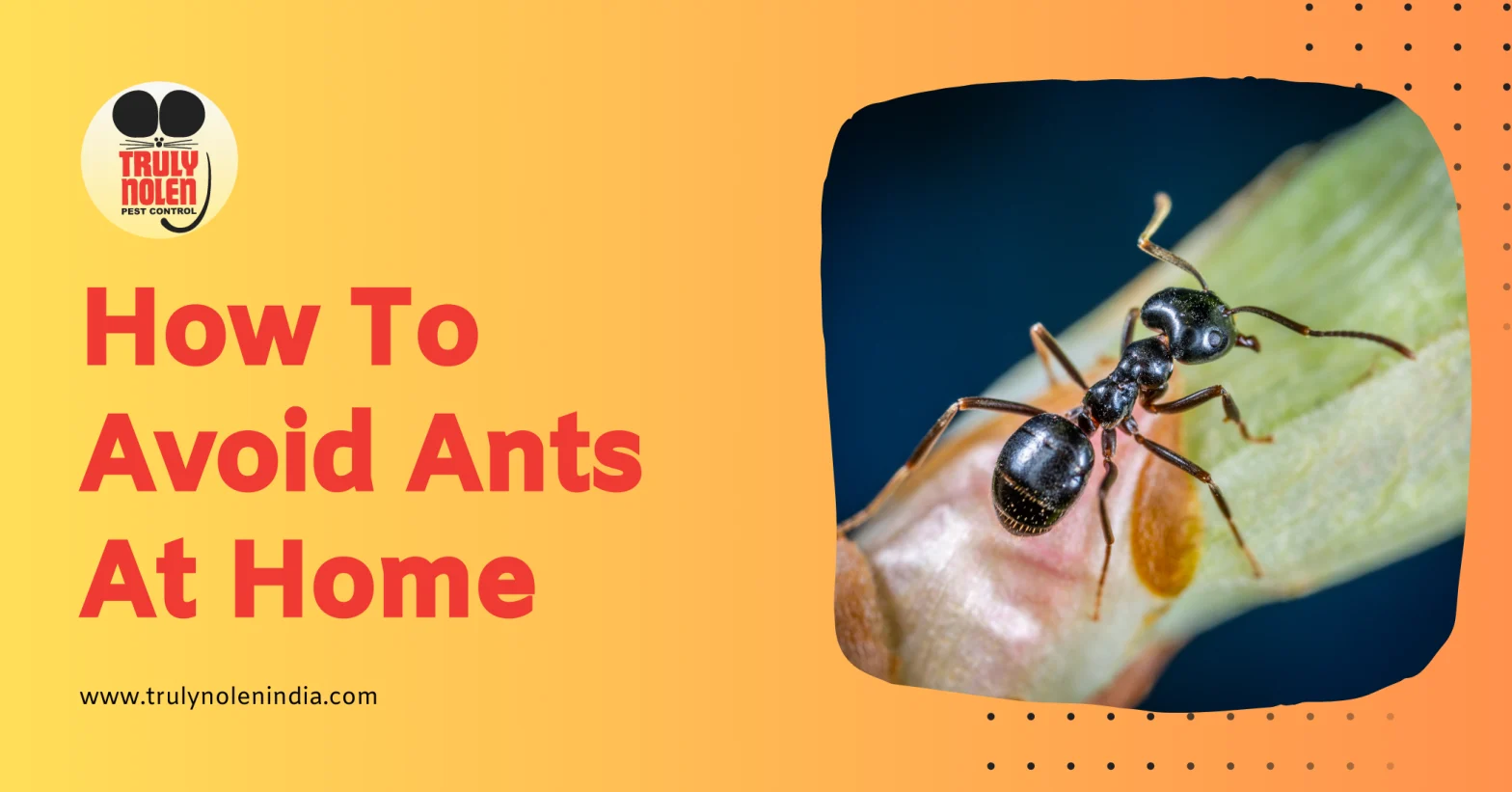 How To Avoid Ants At Home