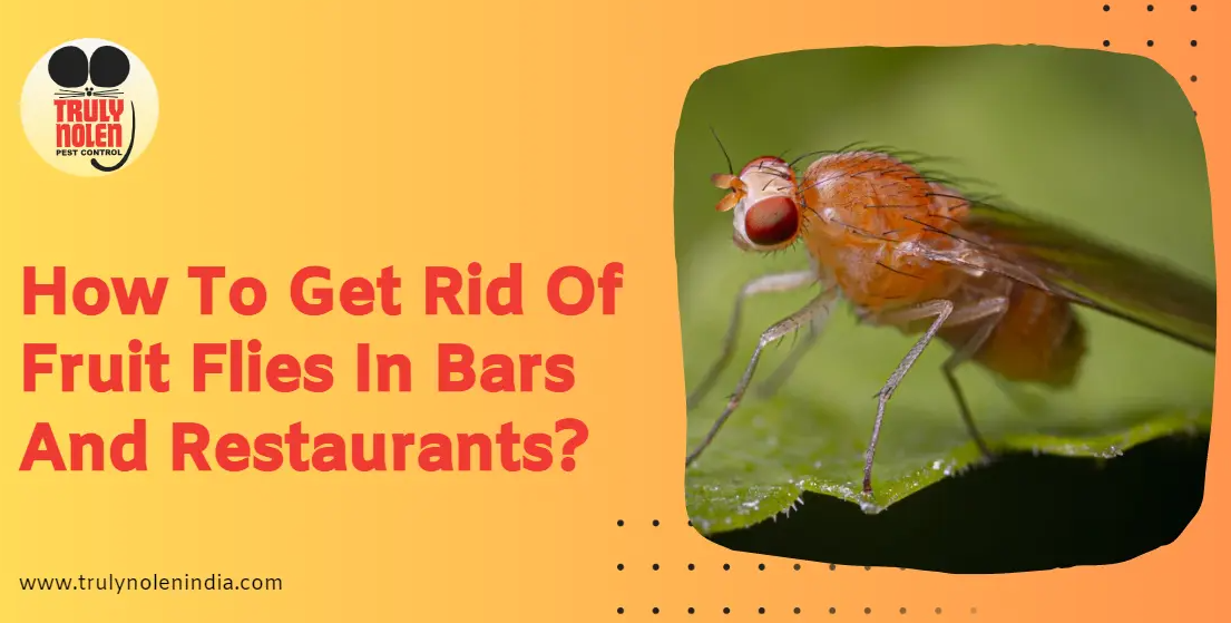 How To Get Rid Of Fruit Flies In Bars And Restaurants - Truly Blog