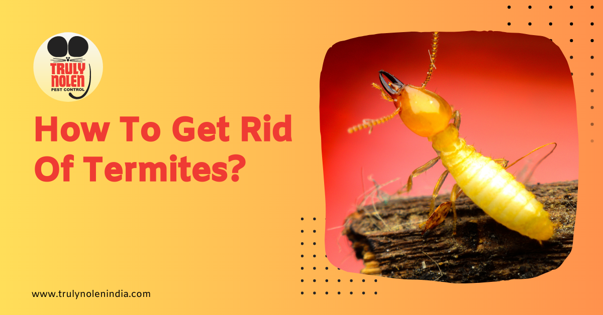 How To Get Rid Of Termites?