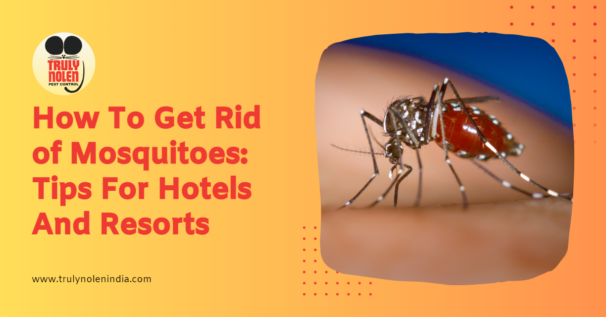How To Get Rid of Mosquitoes: Tips For Hotels And Resorts
