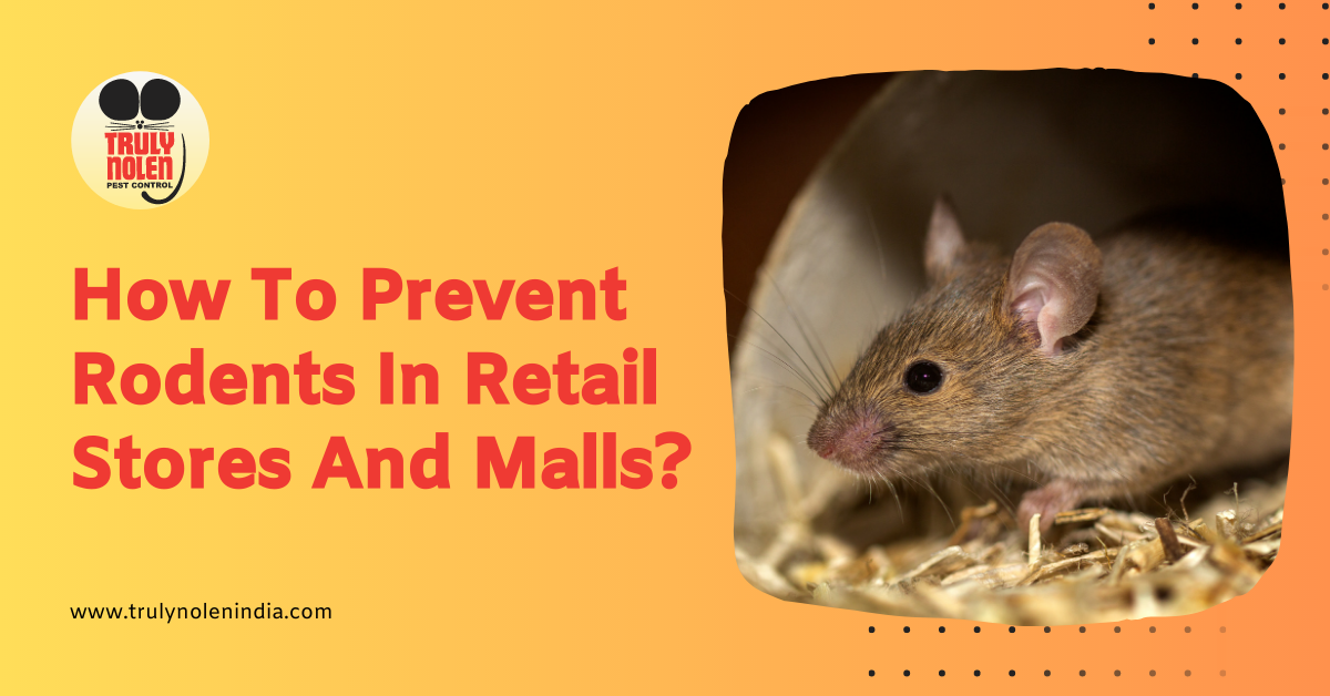 How To Prevent Rodents In Retail Stores And Malls?