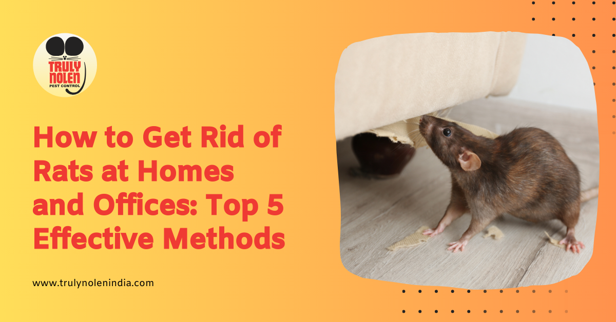 How to Get Rid of Rats at Homes and Offices: Top 5 Effective Methods