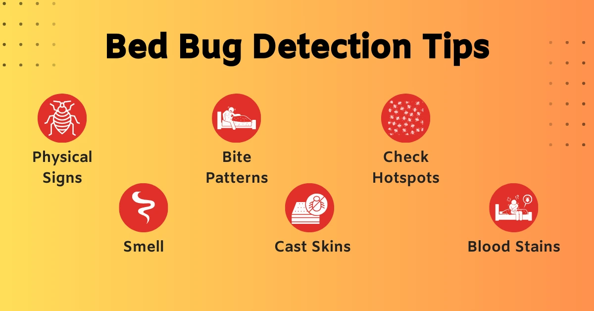 Bed Bug Detection Tips