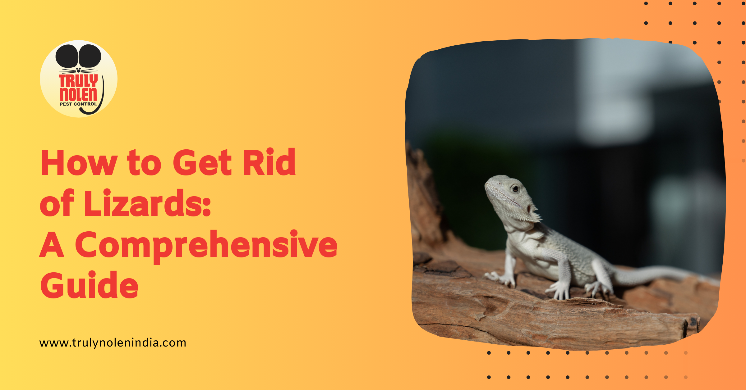 How to Get Rid of Lizards: A Comprehensive Guide