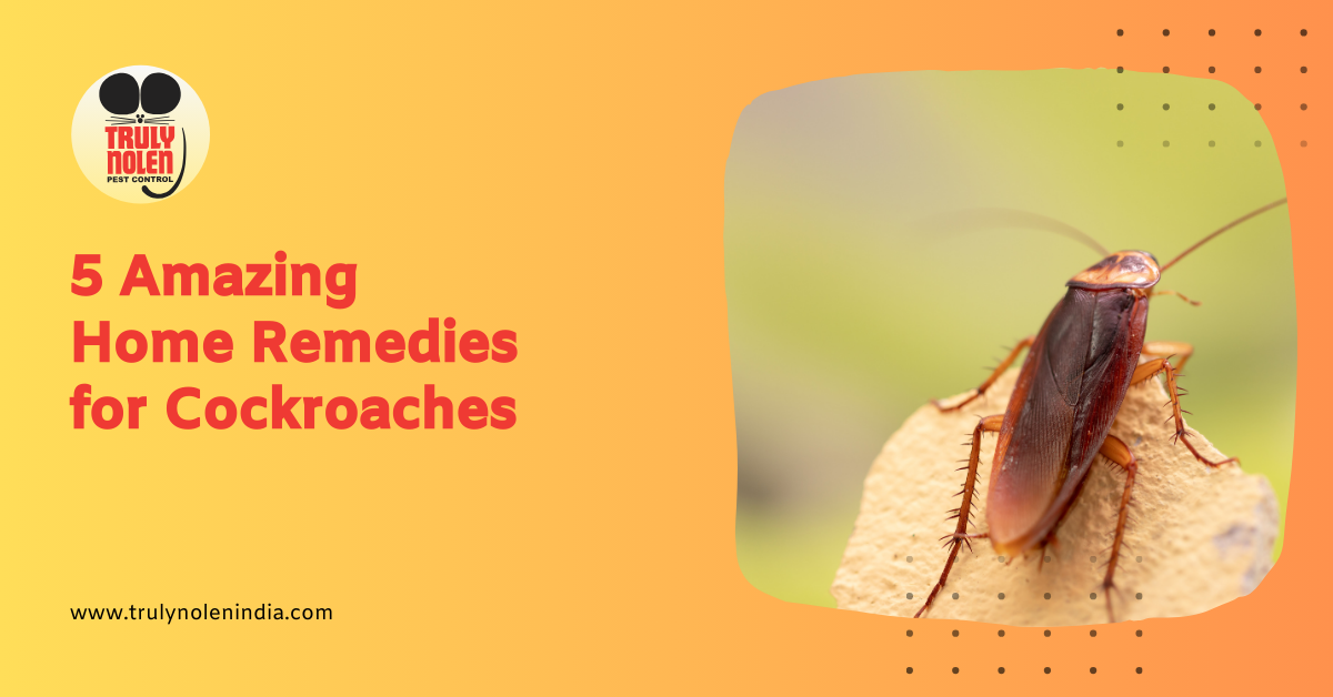 5 Amazing Home Remedies For Cockroaches Truly Blog