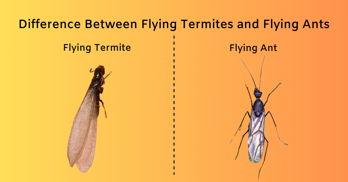 Difference Between Flying Termites and Flying Ants