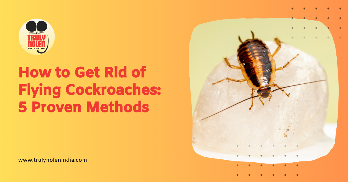 How to Get Rid of Flying Cockroaches 5 Proven Methods