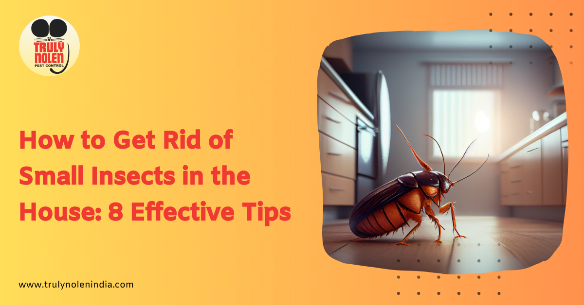 How to Get Rid of Small Insects in the House: 8 Effective Tips