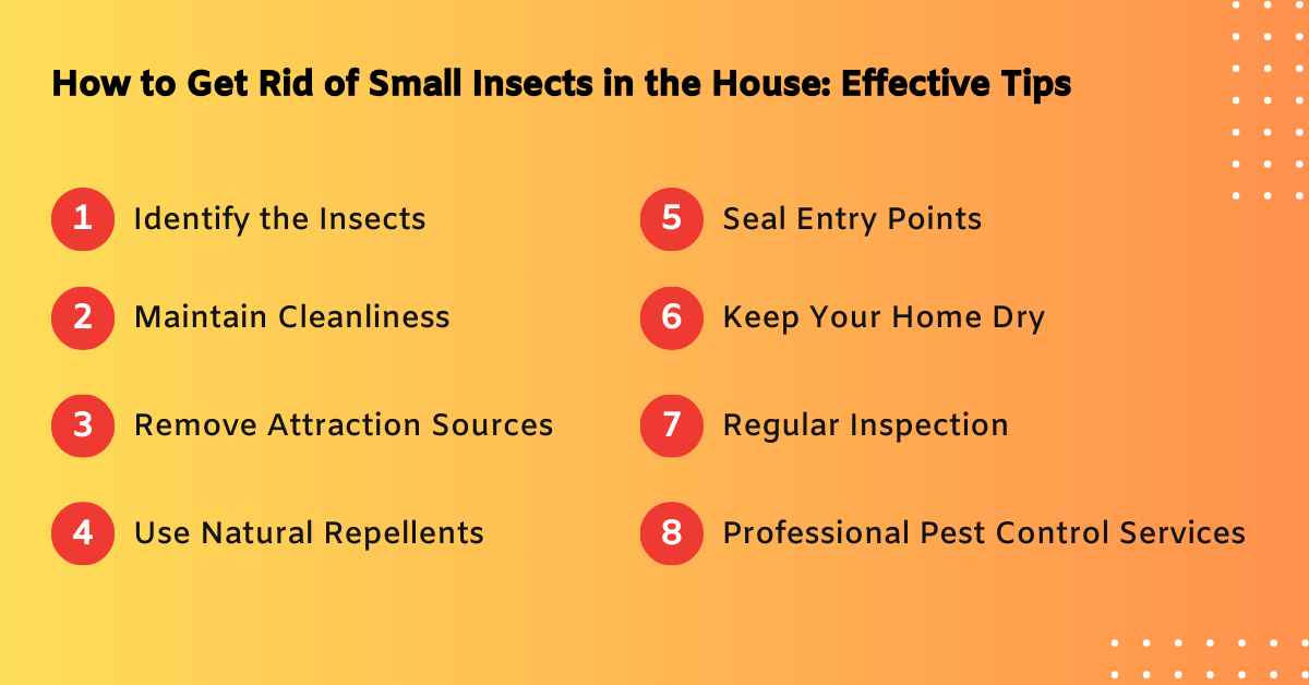 How to Get Rid of Small Insects in the House Effective Tips