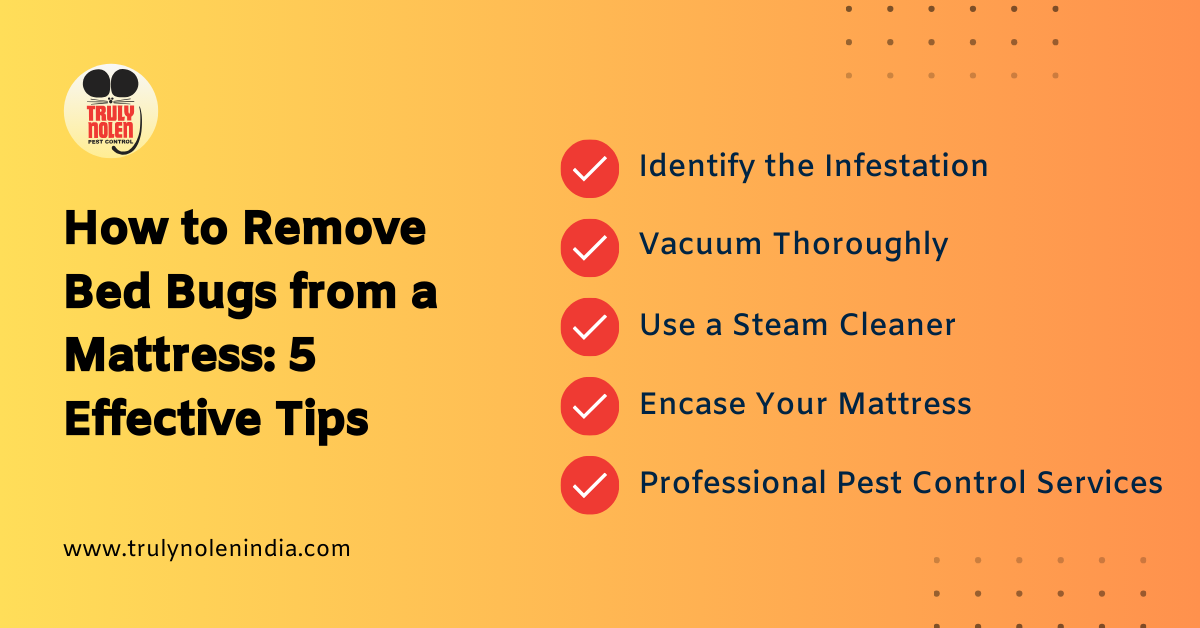 How to Remove Bed Bugs from a Mattress 5 Effective Tips