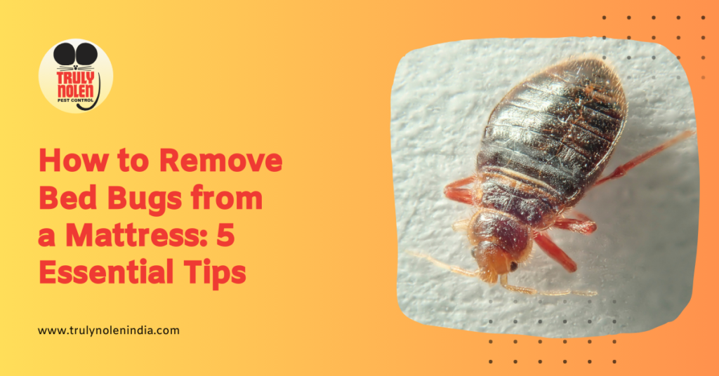 How to Remove Bed Bugs from a Mattress: 5 Essential Tips - Truly Blog