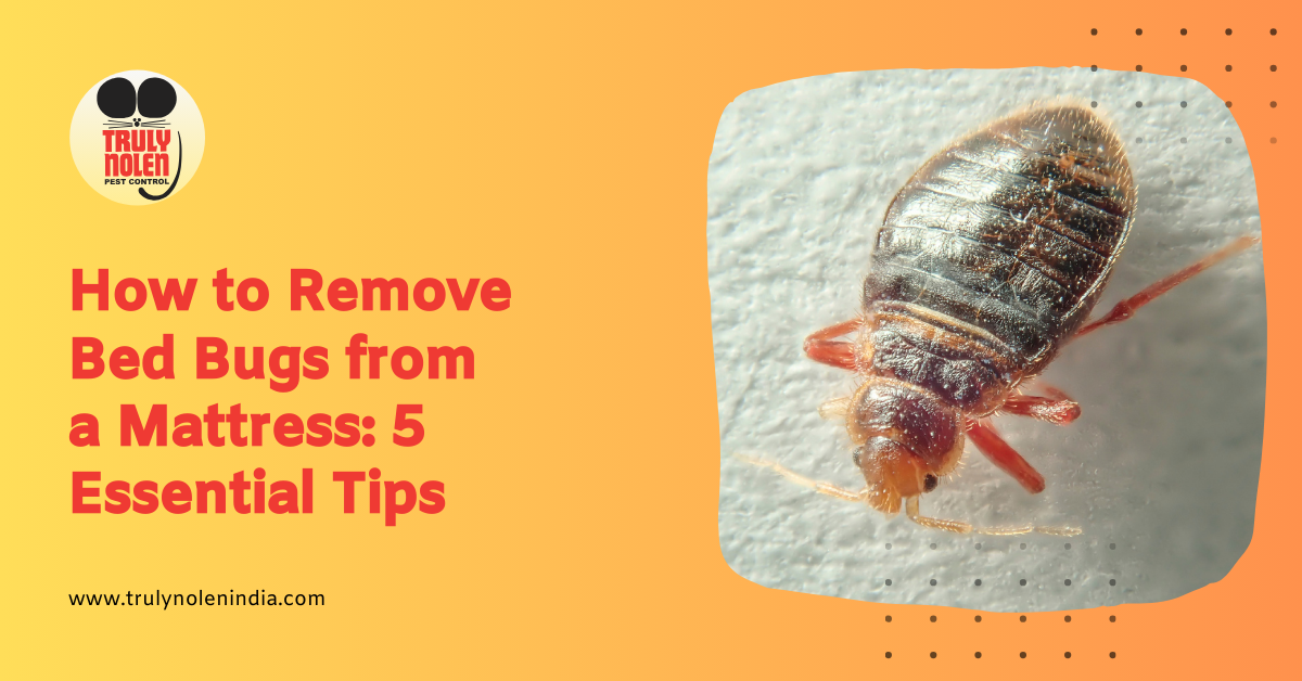 How to Remove Bed Bugs from a Mattress 5 Essential Tips