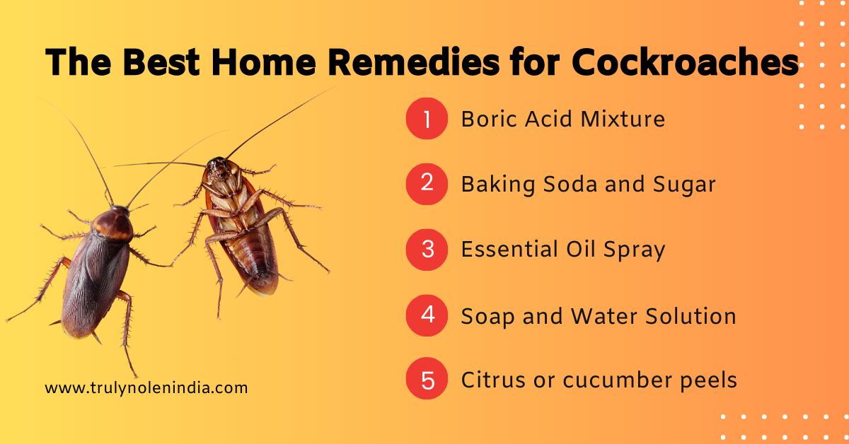 The Best Home Remedies for Cockroaches
