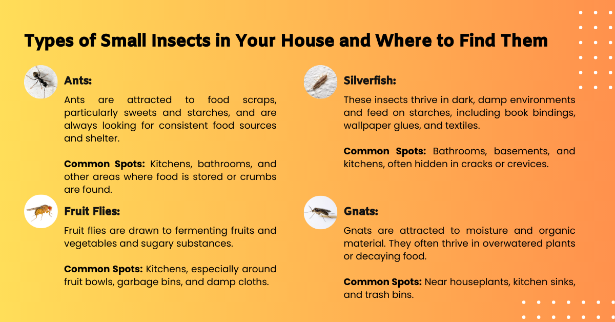 Types of Small Insects in Your House and Where to Find Them