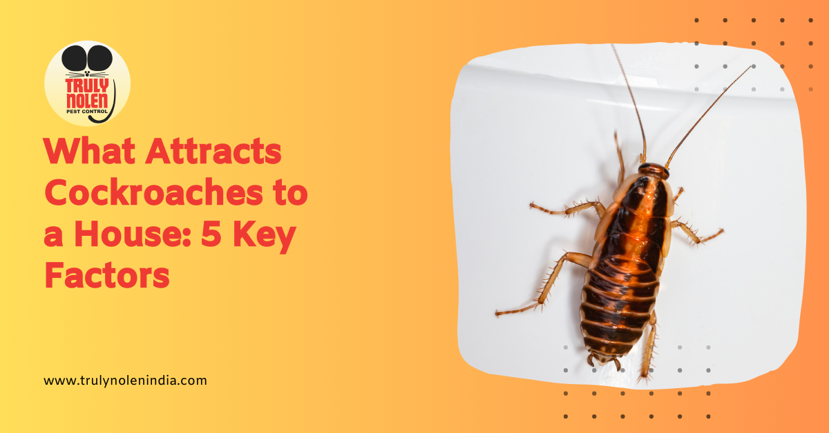 What Attracts Cockroaches to a House: 5 Key Factors
