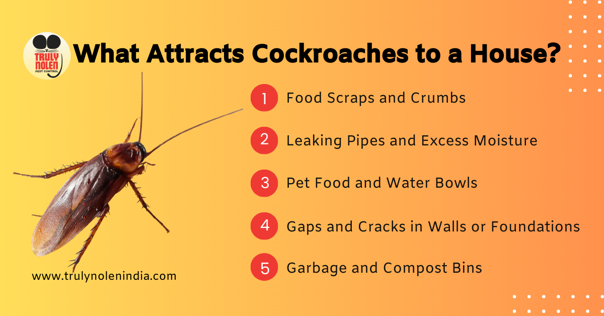What Attracts Cockroaches to a House