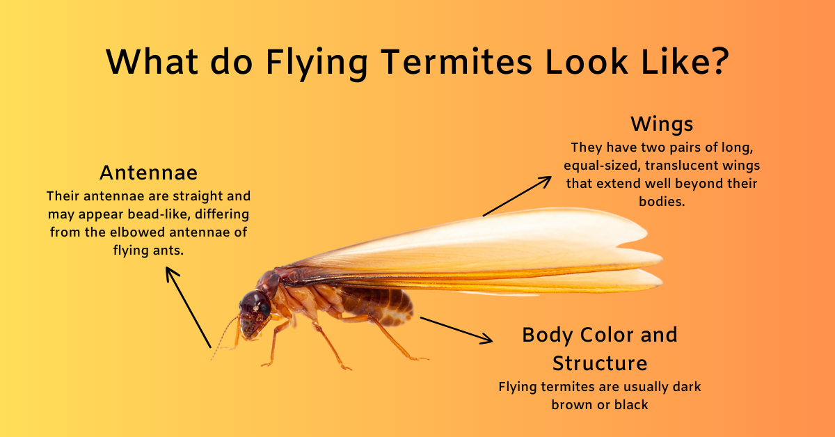 What do Flying Termites Look Like