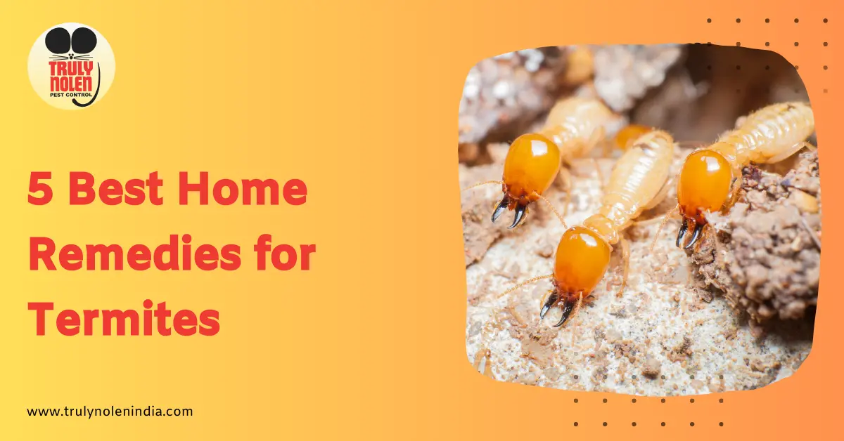 5 Best Home Remedies for Termites