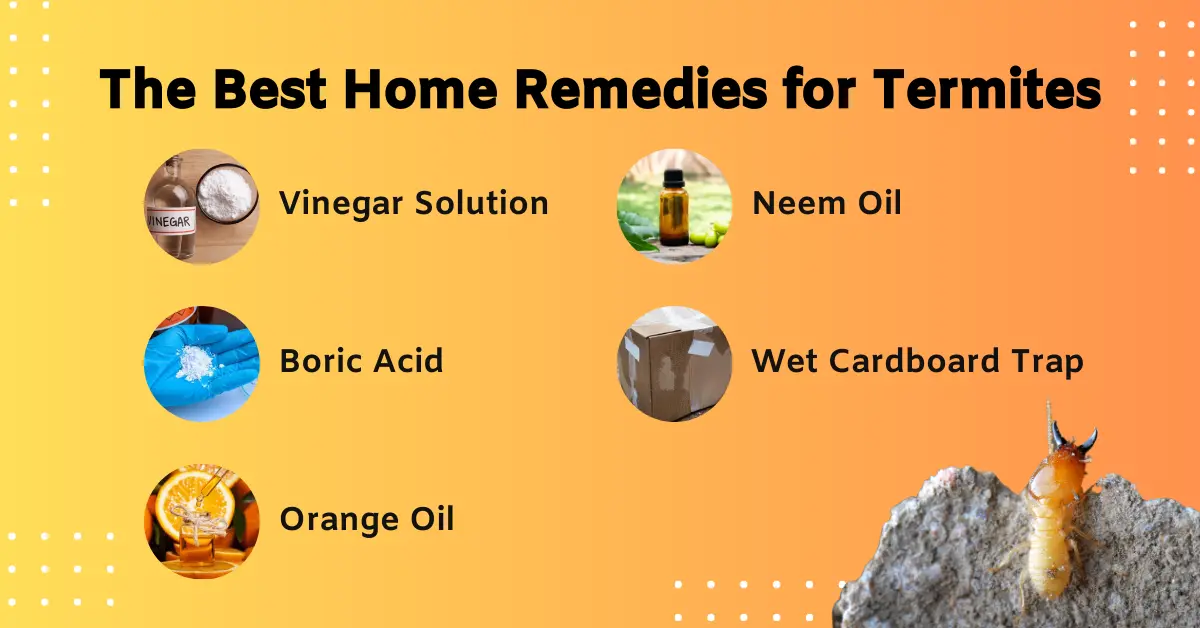The Best Home Remedies for Termites