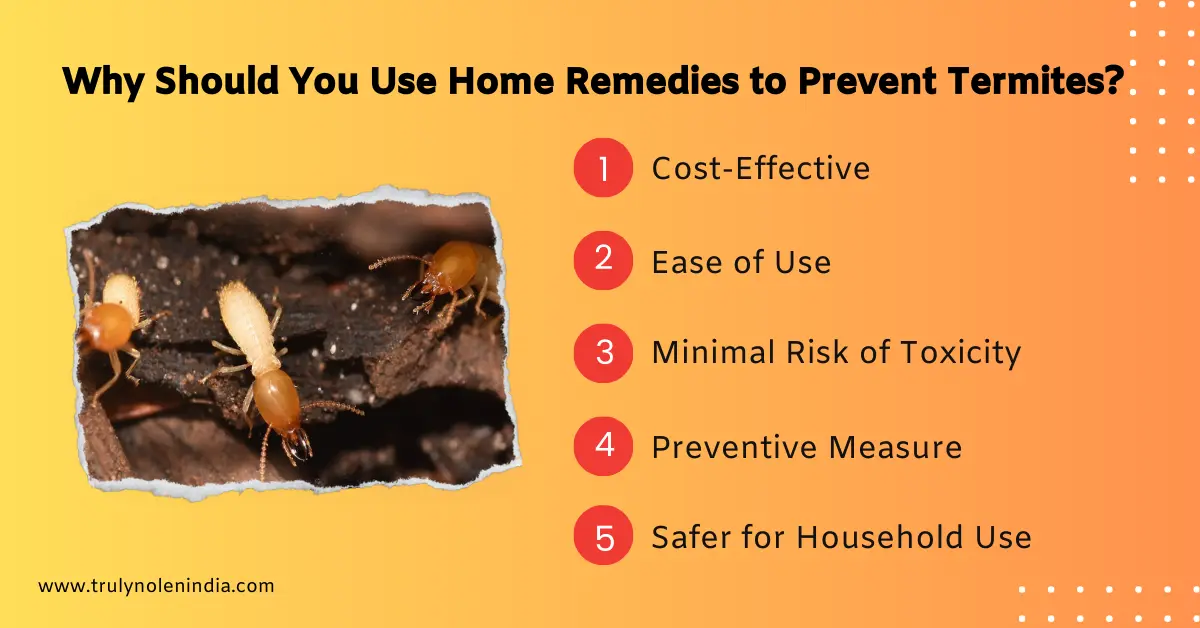 Why Should You Use Home Remedies to Prevent Termites