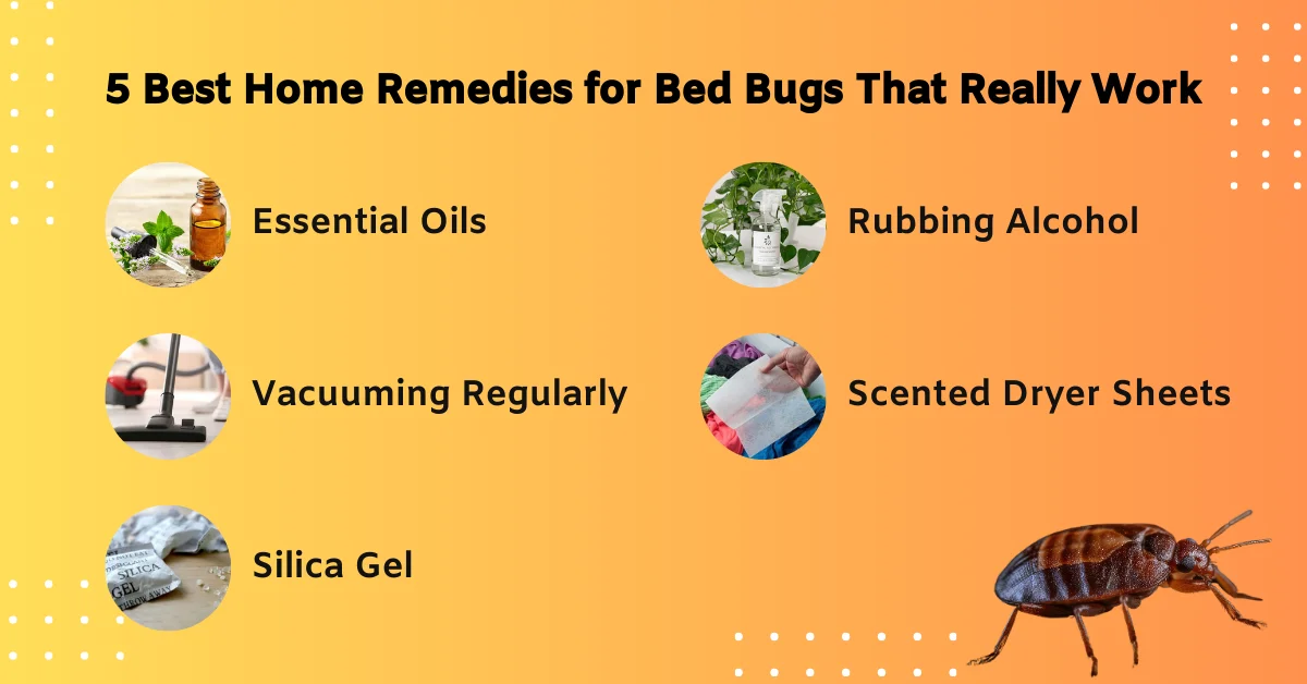 5 Best Home Remedies for Bed Bugs That Really Work