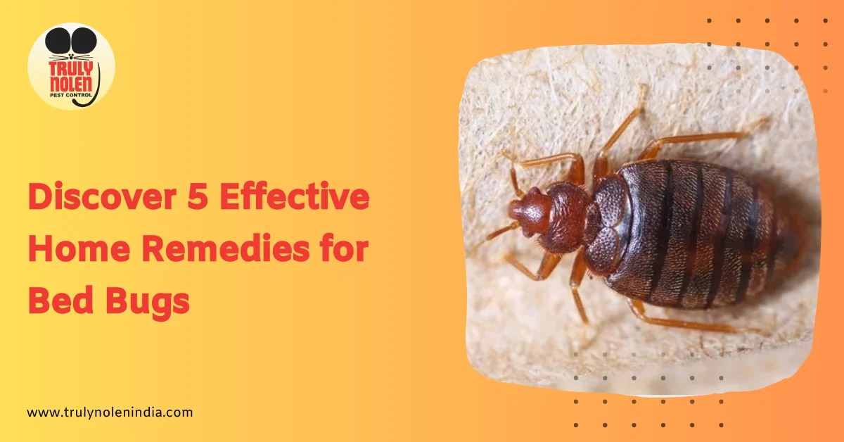 Discover 5 Effective Home Remedies for Bed Bugs