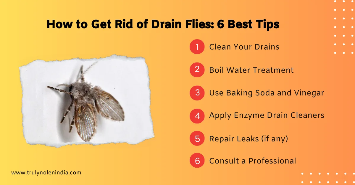 How to Get Rid of Drain Flies 6 Best Tips