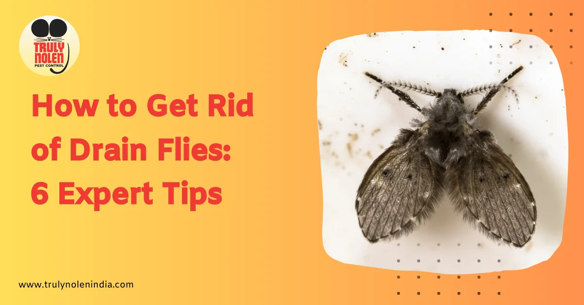 How to Get Rid of Drain Flies: 6 Expert Tips