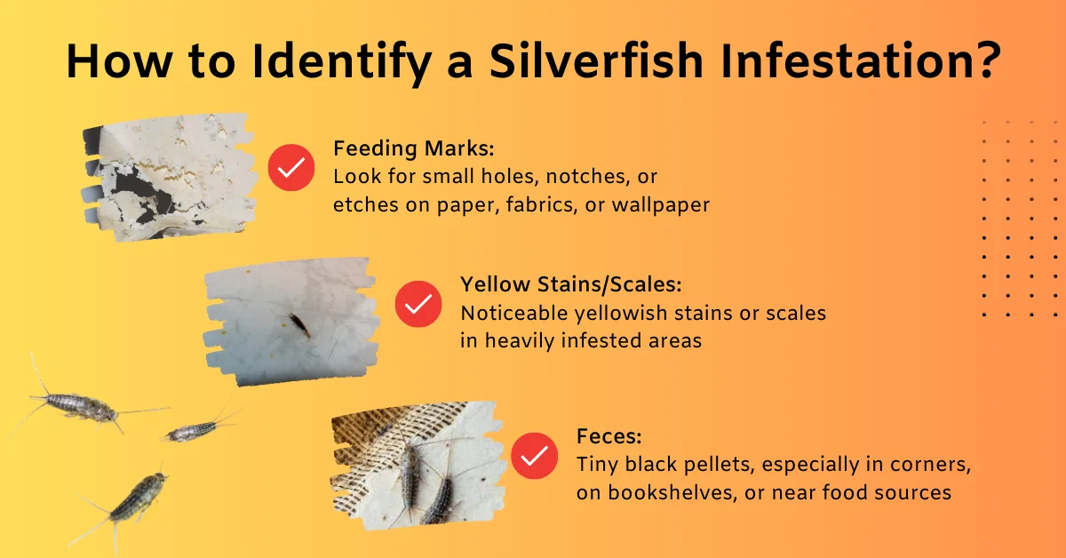 How to Identify a Silverfish Infestation