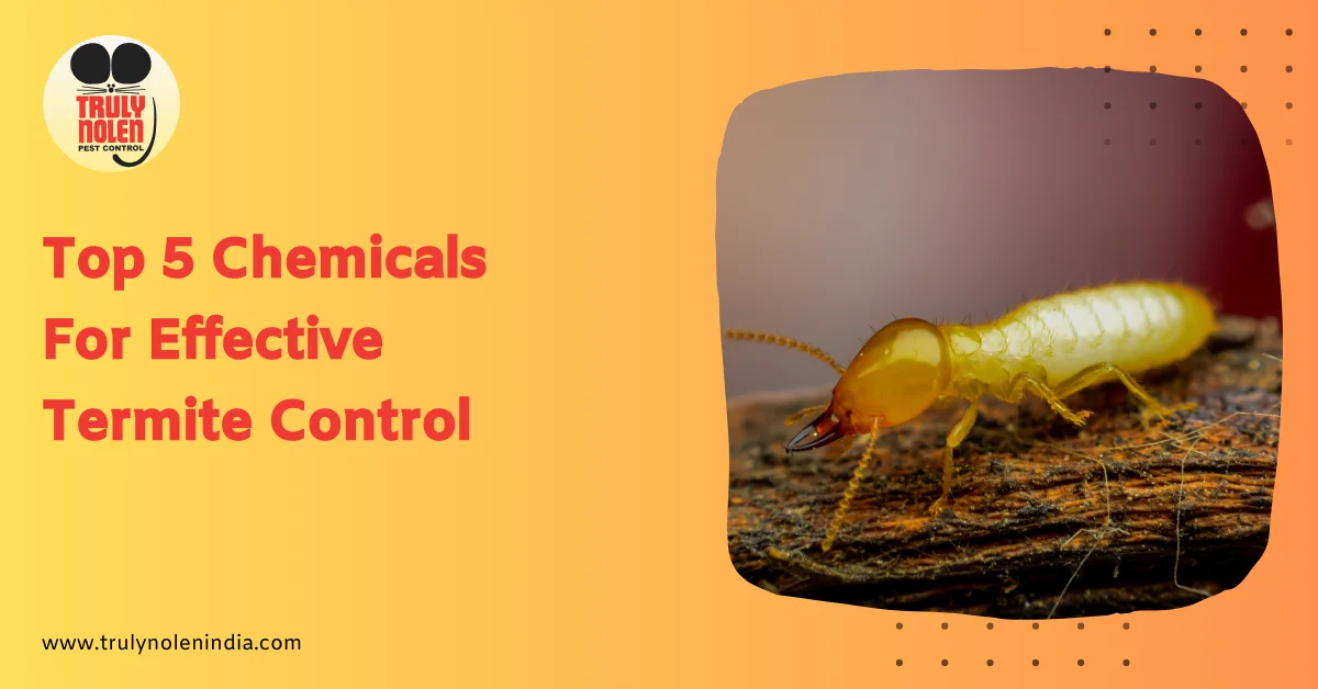 Top 5 Chemicals For Effective Termite Control