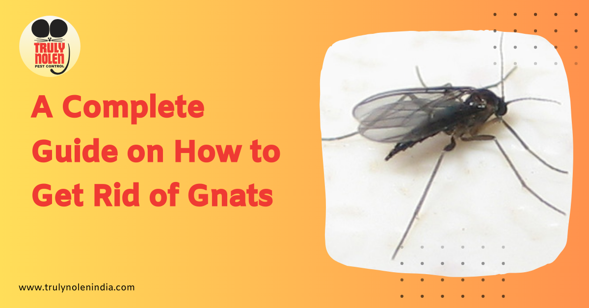 A Complete Guide on How to Get Rid of Gnats