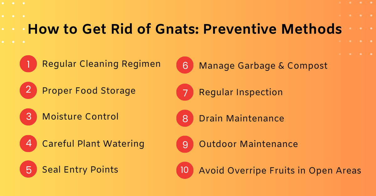 How to Get Rid of Gnats Preventive Methods