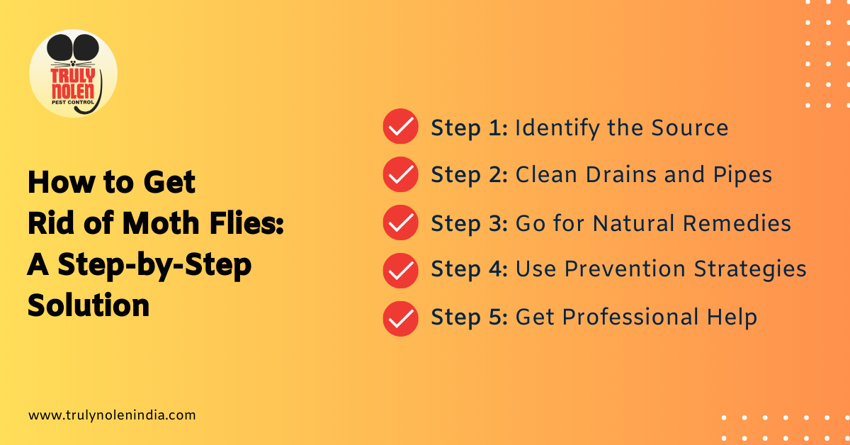 How to Get Rid of Moth Flies A Step-by-Step Solution