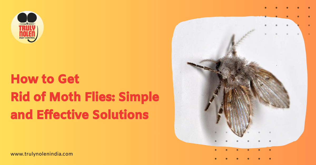 How to Get Rid of Moth Flies: Simple and Effective Solutions
