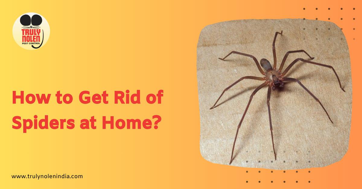 How to Get Rid of Spiders at Home (1)