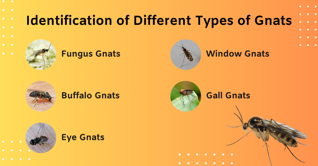 A Complete Guide on How to Get Rid of Gnats - Truly Blog