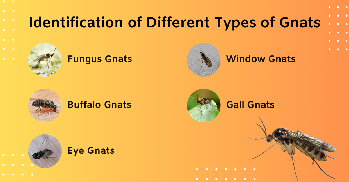Identification of Different Types of Gnats