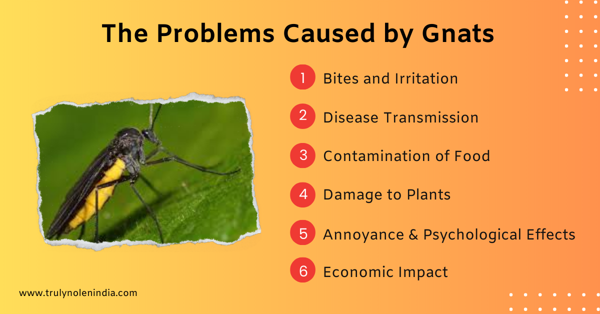 The Problems Caused by Gnats
