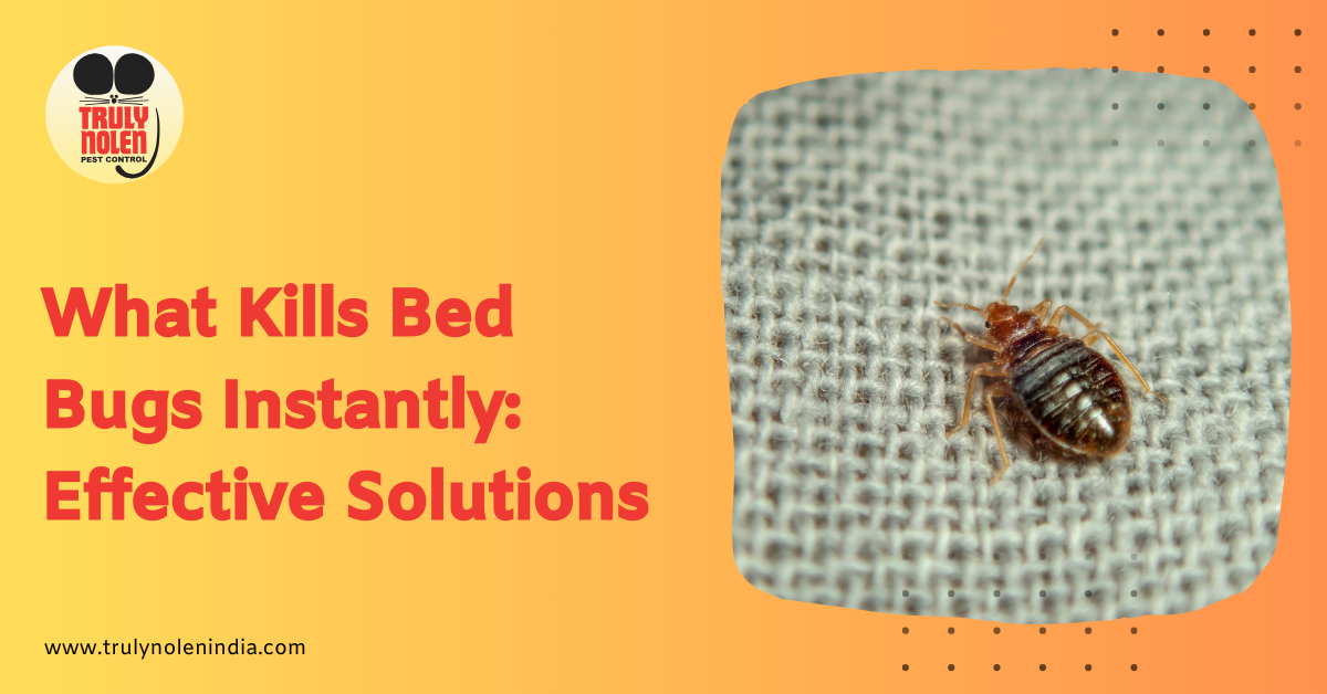What Kills Bed Bugs Instantly: Effective Solutions