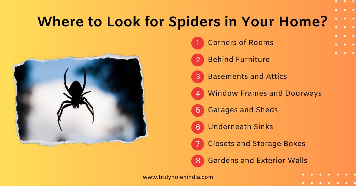 Where to Look for Spiders in Your Home (1)