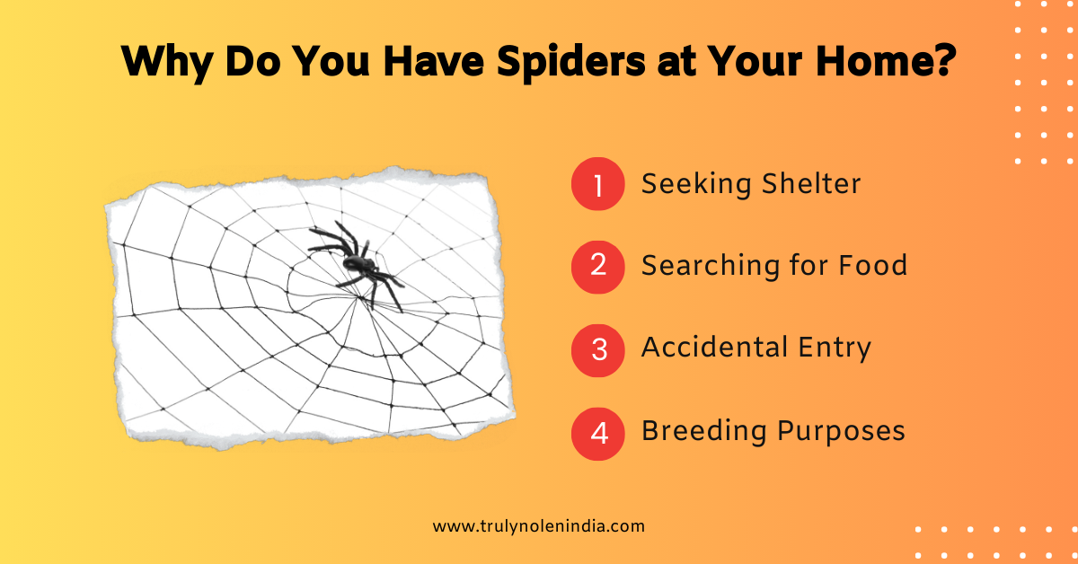 Why Do You Have Spiders at Your Home (1)