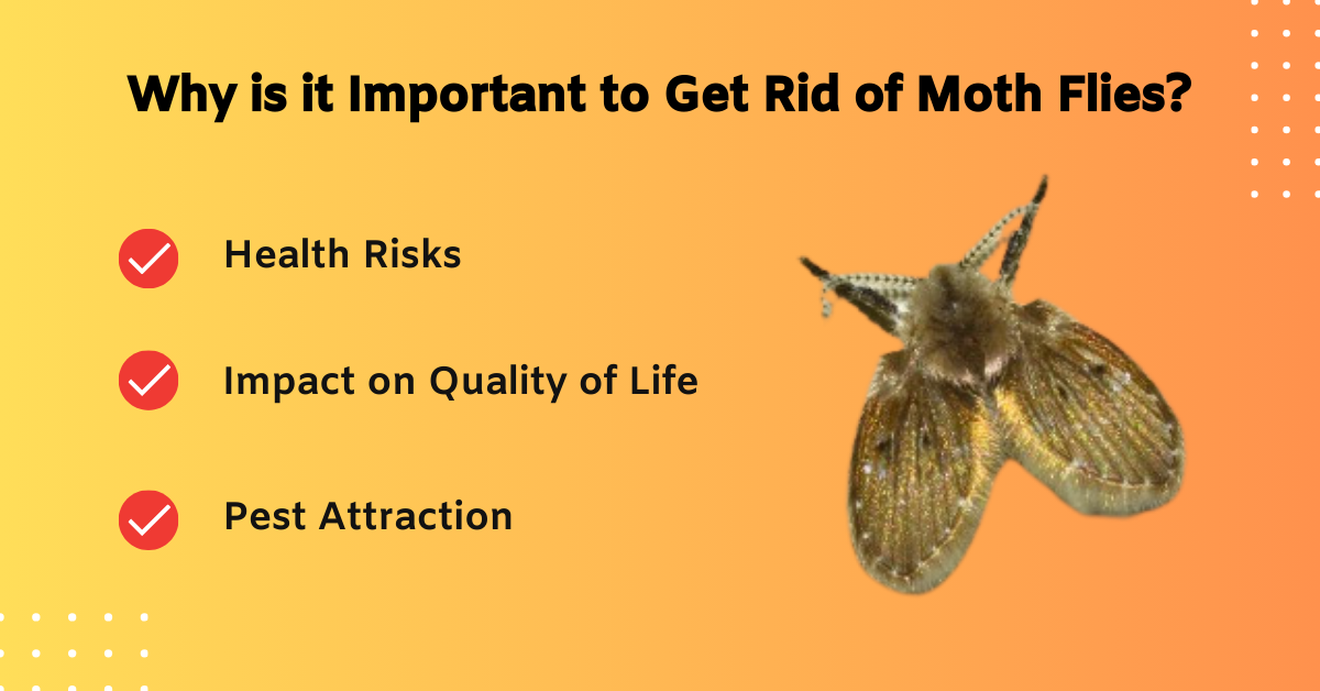 Why is it Important to Get Rid of Moth Flies